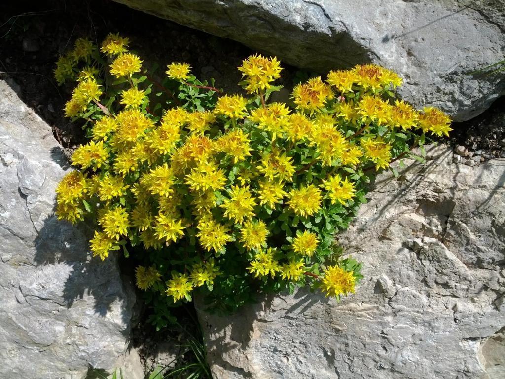 Villa Otto Santa Cristina Val Gardena Exteriör bild