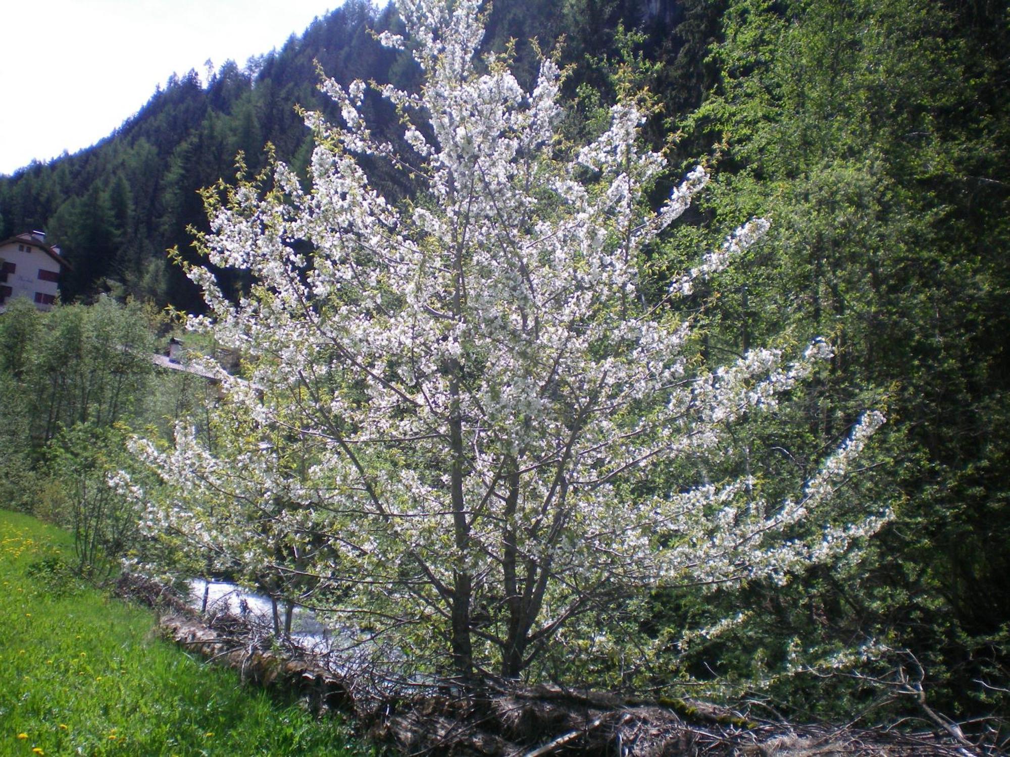 Villa Otto Santa Cristina Val Gardena Exteriör bild