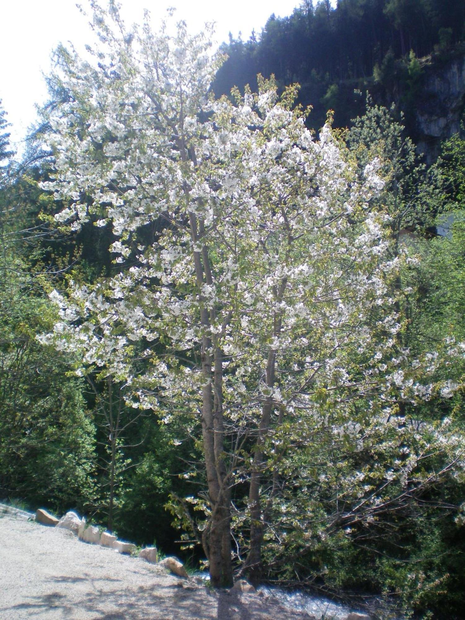 Villa Otto Santa Cristina Val Gardena Exteriör bild